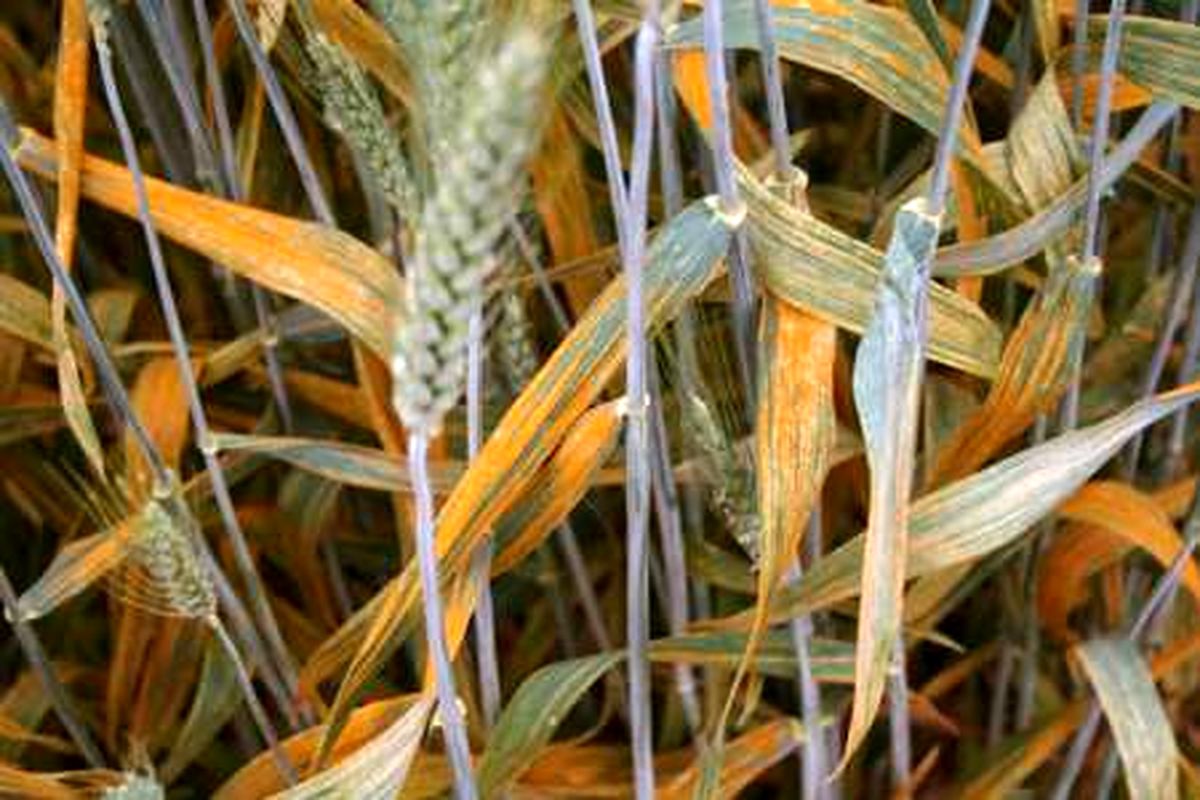 کنترل بیماری زنگ زرد در مزارع گندم دزفول