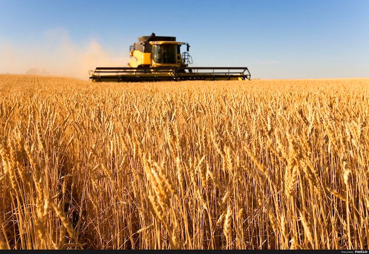 بیش از 17 هزارتن گندم و کلزا از استان های جنوبی کشور خرید تضمینی شده است