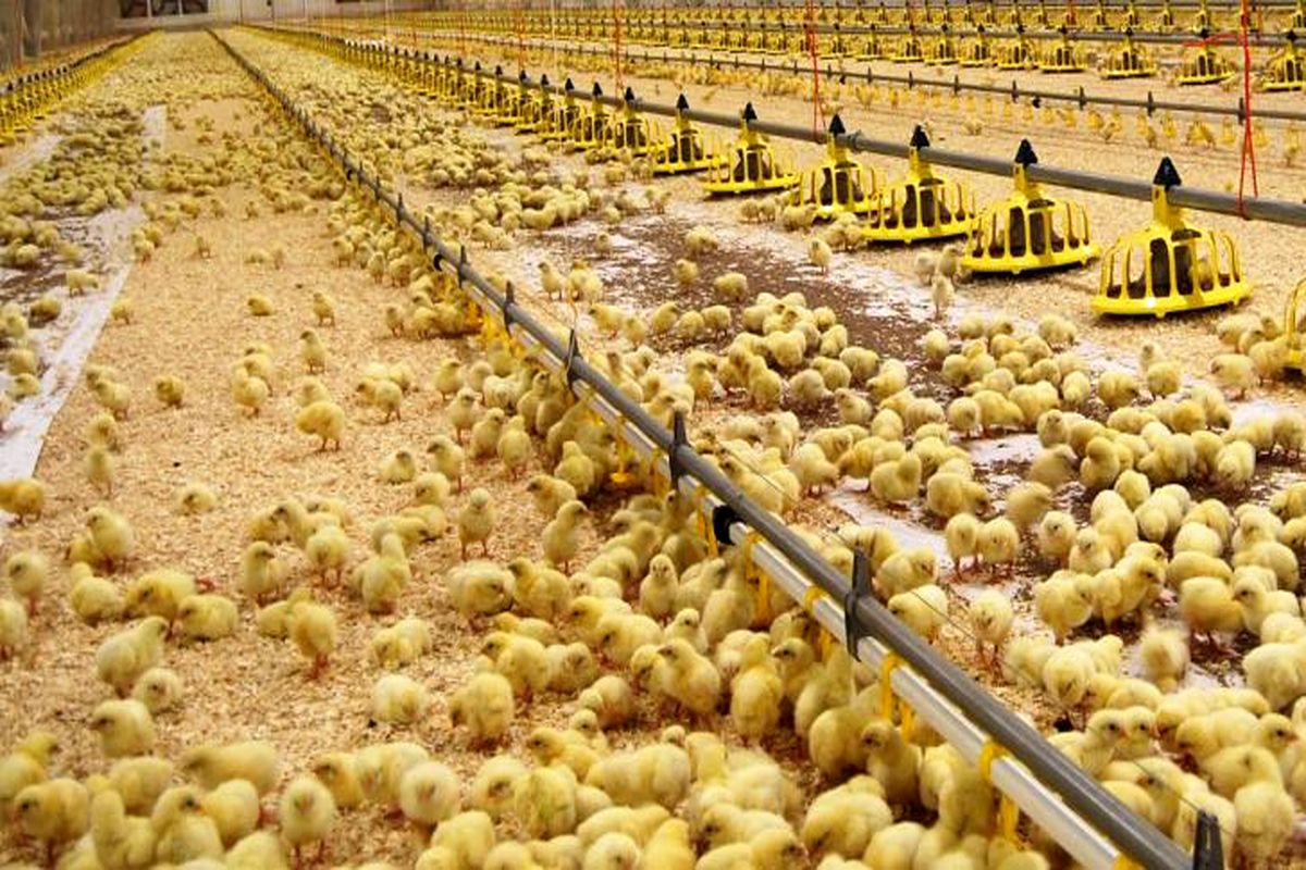 صنعت تولید مرغ رکورد زد/ جوجه ریزی بهمن‌ماه از ۱۵۱ میلیون قطعه عبور کرد