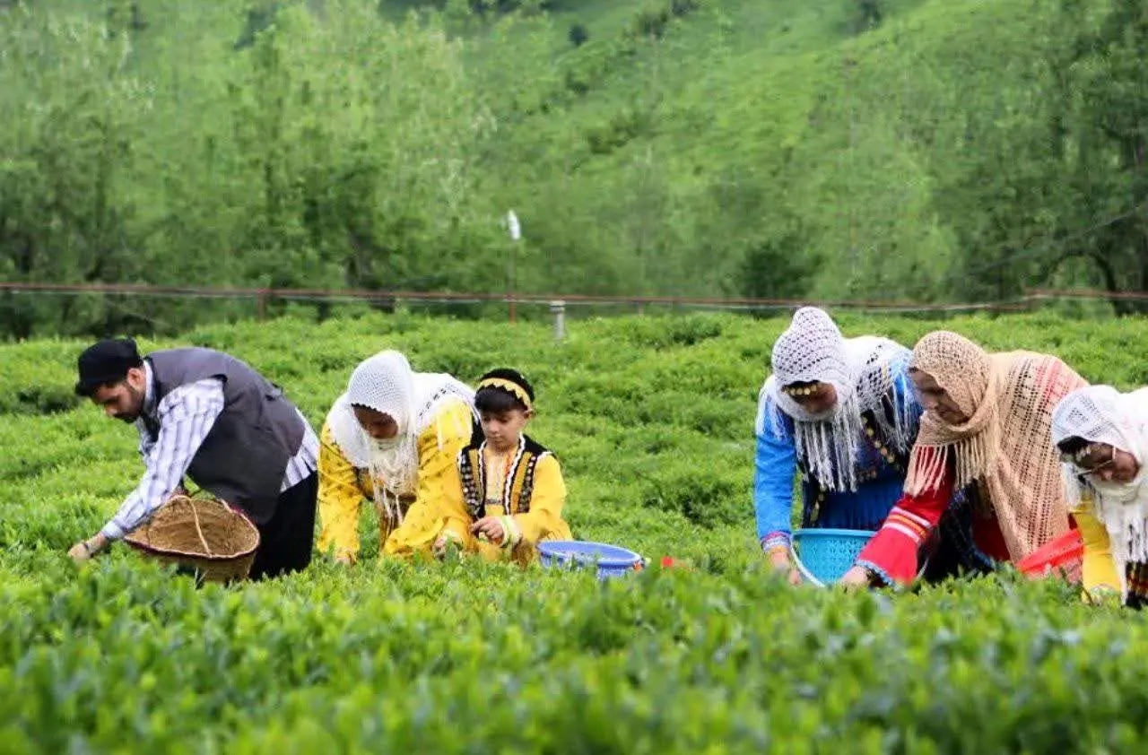 پرداخت ۸۱۰ میلیارد تومان از مطالبات چایکاران در خرید برگ سبز چای