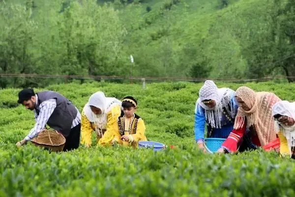 پرداخت ۸۱۰ میلیارد تومان از مطالبات چایکاران در خرید برگ سبز چای