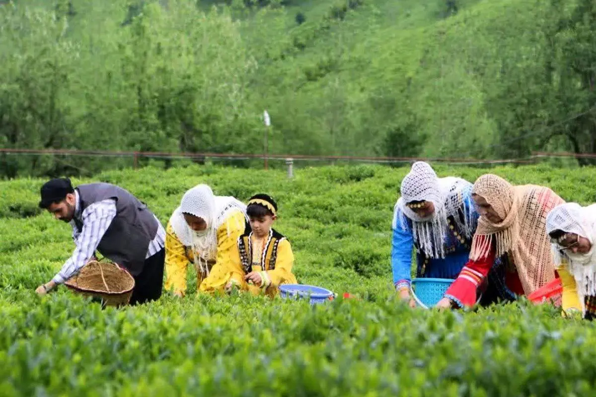 پرداخت ۸۱۰ میلیارد تومان از مطالبات چایکاران در خرید برگ سبز چای