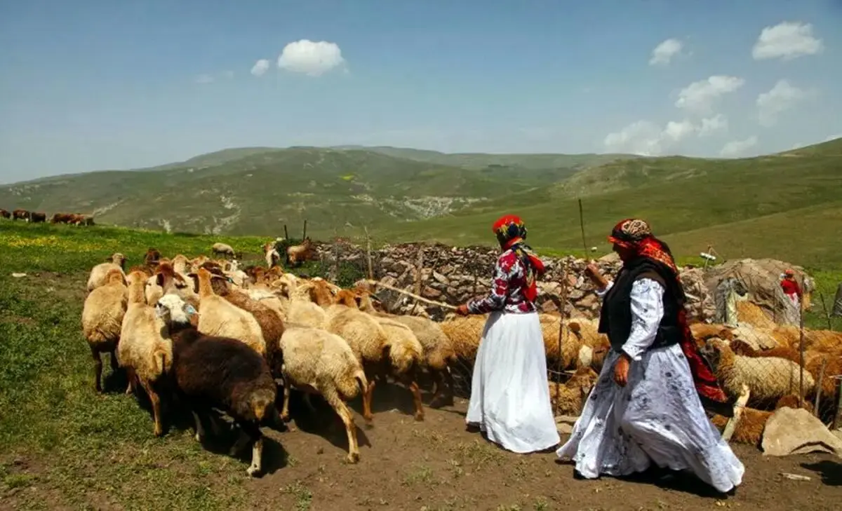 هشدار درباره حذف سازمان امور عشایر / وابستگی کشور به واردات گوشت افزایش می‌یابد