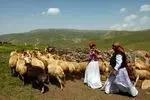 نقش حیاتی عشایر ایلام در تأمین امنیت غذایی و تولید محصولات دامی