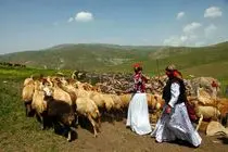 هشدار درباره حذف سازمان امور عشایر / وابستگی کشور به واردات گوشت افزایش می‌یابد