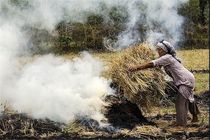پیگرد قانونی سوزاندن ضایعات کشاورزی در گیلان