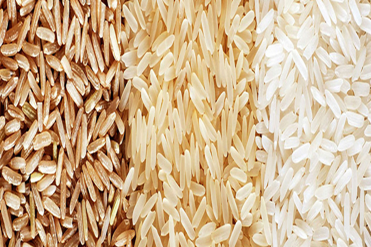 معرفی ارقام برنج "طاهر" و "قدسی"  تا سال آینده