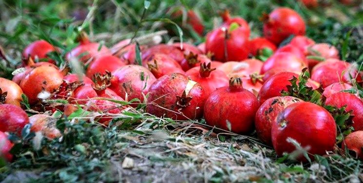 خسارت ۱۰ تا ۳۰ درصدی کرم گلوگاه به باغ های انار در اصفهان
