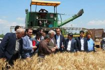 پیش بینی افزایش 20 درصدی تولید گندم در مازندران