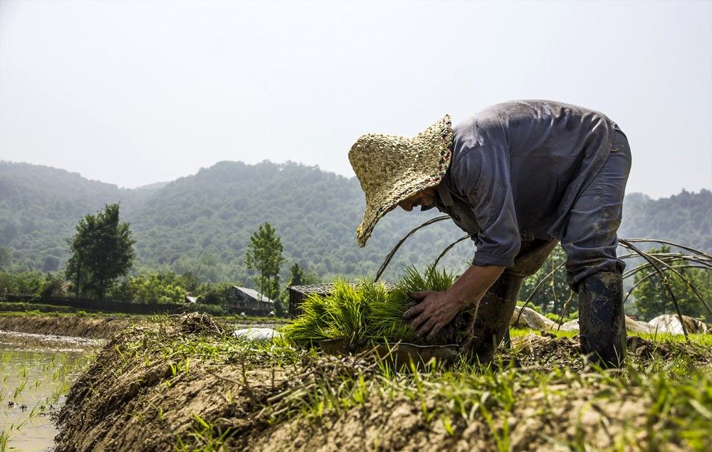 کشاورزان نسبت به پوشش نایلونی و گرم نگه داشتن خزانه‌های برنج اقدام کنند