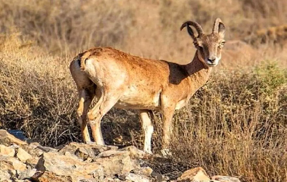 کشف لاشه یک کل وحشی از شکارچیان غیرمجاز در رودان