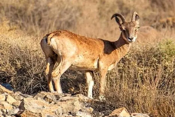 کشف لاشه یک کل وحشی از شکارچیان غیرمجاز در رودان