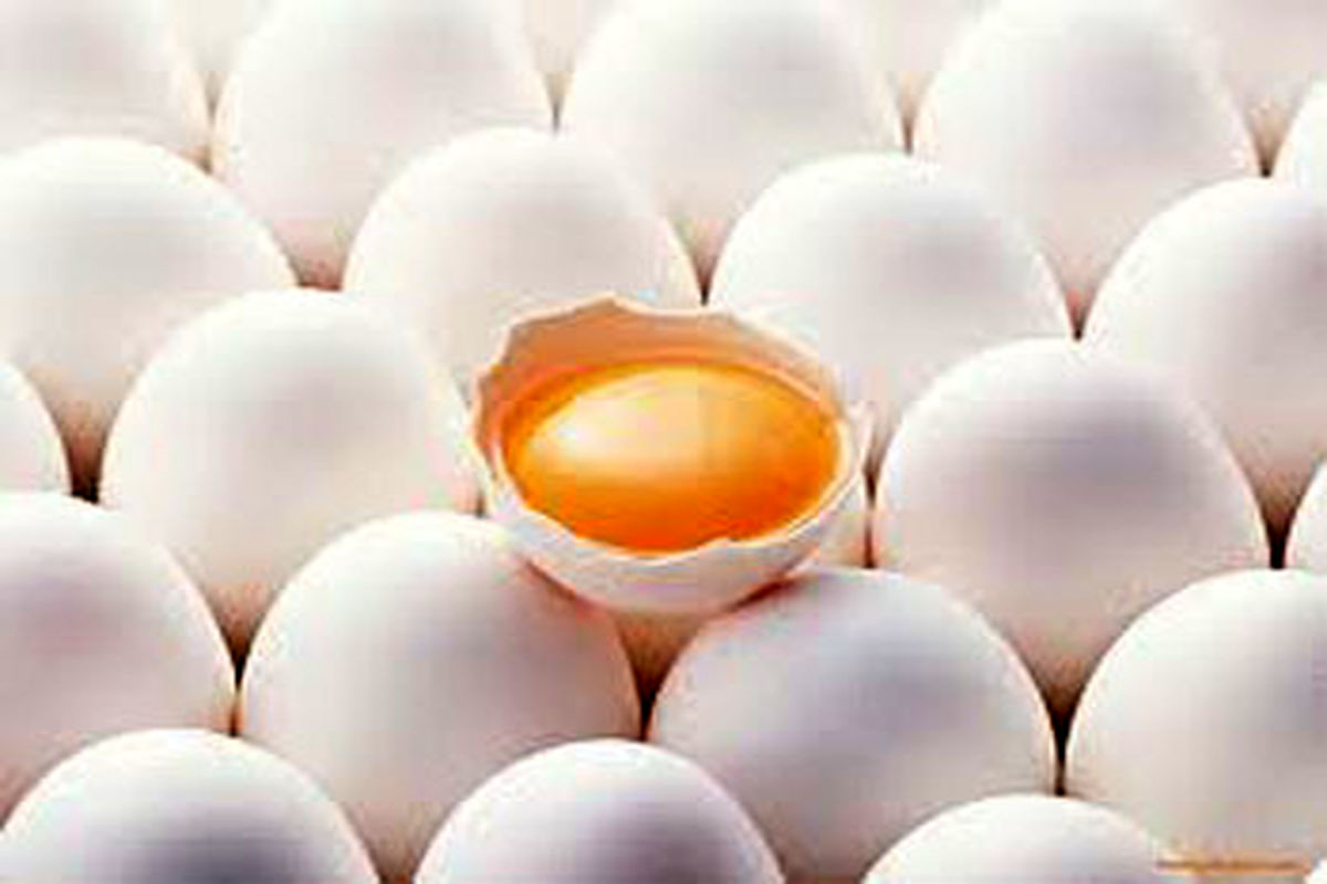همایش گرامیداشت روز جهانی تخم مرغ برگزار شد