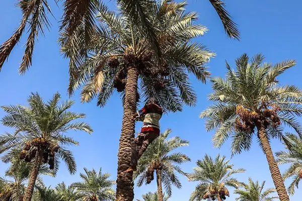 بیش از هشت هزار تن خرما در خرمشهر برداشت شد