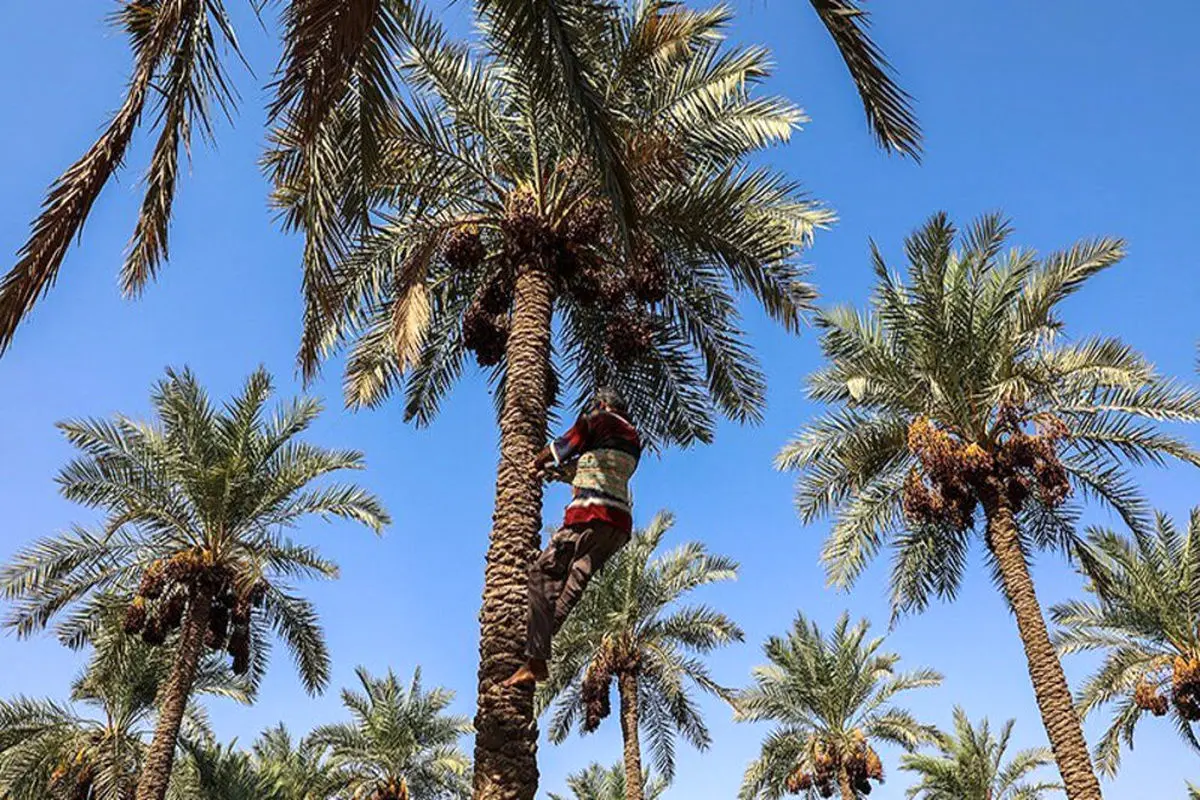 هرمزگان؛ پیشتاز تولید و صادرات خرمای مجول جهان