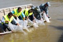 رها سازی  ۹۰۰ هزار قطعه بچه ماهی خاویاری در سپیدرود