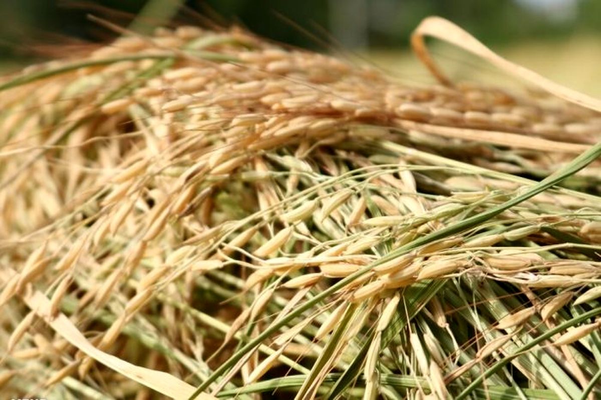 برداشت حدود ۹۰ درصد برنج در گیلان