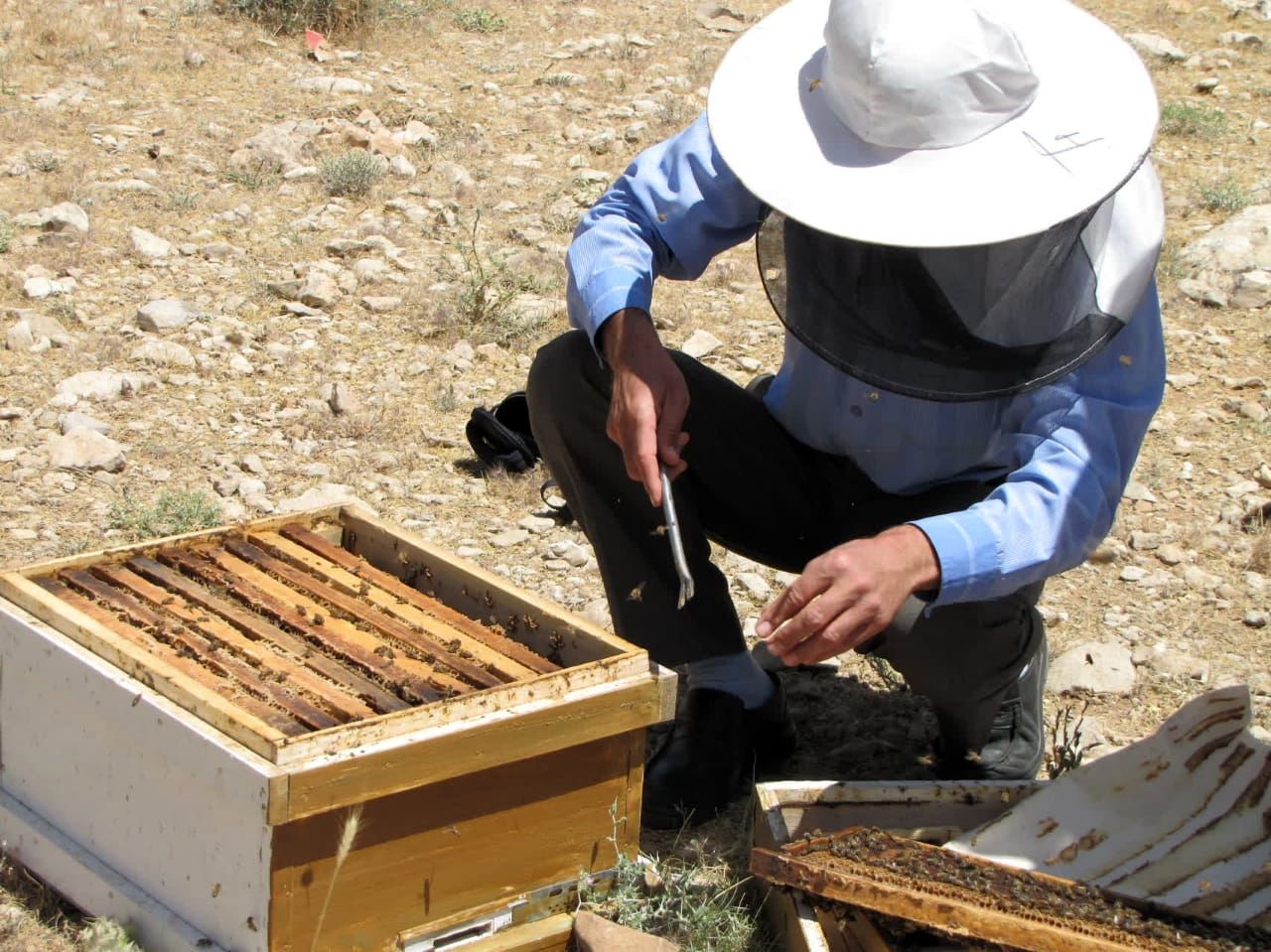فارس؛ آماده سرشماری سراسری زنبورستان ها می شود
