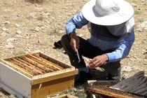 فارس؛ آماده سرشماری سراسری زنبورستان ها می شود
