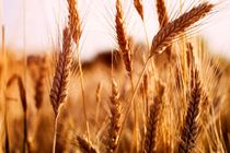 ۷۹ هزار و ۵۵۰ تن گندم در مازندران خریداری شد