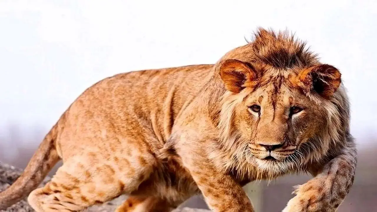 یک قلاده شیر در مجموعه گردشگری الیمالات نور تلف شد