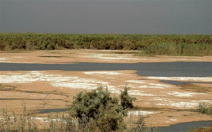 تامین نشدن حقابه ها و ورود گونه های غیر بومی تهدید جدی برای تالابهای خوزستان است