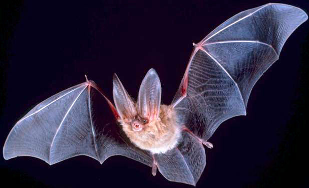 خفاش‌ها منشا انتقال عفونت ویروسی بعدی به انسان