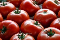 عدم مدیریت صحیح صادرات دلیل گرانی گوجه فرنگی/اعتصاب کامیون داران تاثیر اندکی بر قیمت گوجه گذاشته است