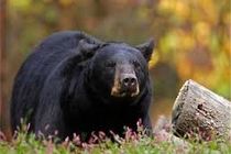 دیده شدن یک قلاده خرس سیاه آسیایی در فاریاب رودان