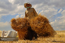 پیش بینی برداشت  230 هزار تن گندم در اصفهان