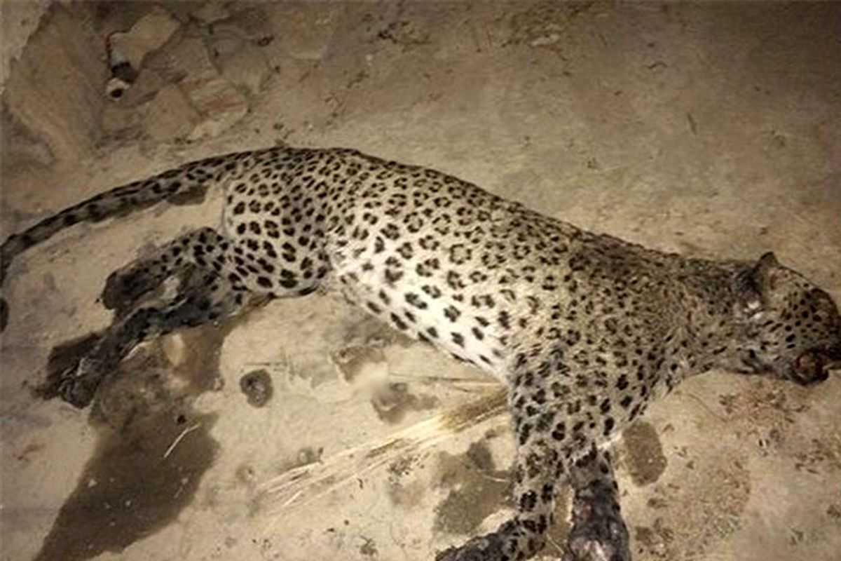 لاشه یک قلاده پلنگ ایرانی در منطقه حفاظت شده گنو  پیدا شد