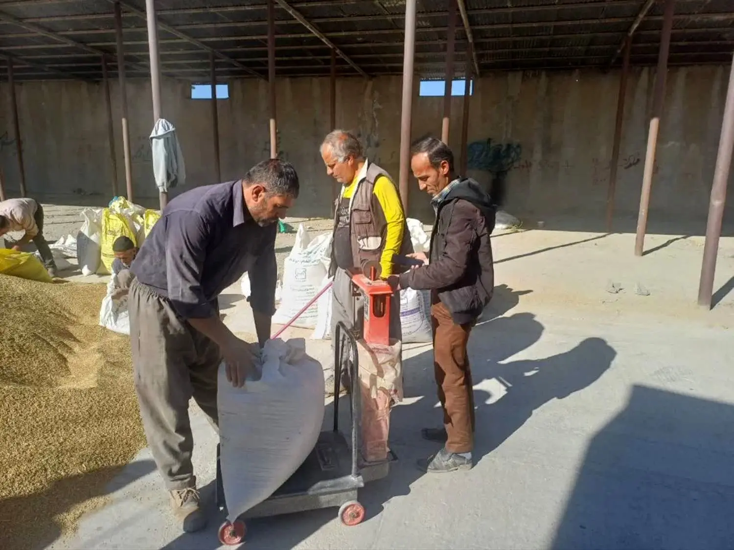 توزیع ۷۴ تُن جو یارانه‌ای میان دامداران شهرستان کیار