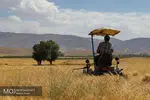 پیش‌بینی برداشت ۱۲۰۰۰ تن گندم از مزارع فراشبند