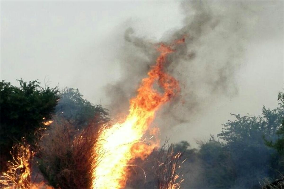 جنگل«ام الدبس» آتش گرفت