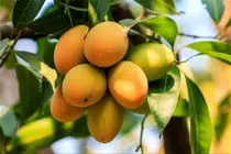 هرمزگان در صدر تولید انبه کشور/ برداشت ۳۰ هزار تن محصول از باغات استان