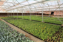 تولید بیش از 850 هزار گلدان گل در مرکز تحقیقات، تولید و آموزش شهرداری قم