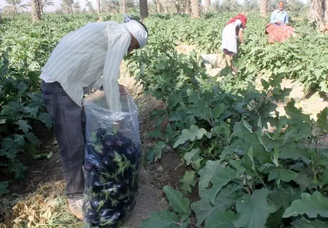 برداشت بادمجان از ۱۱۰۰ هکتار مزارع بندرعباس آغاز شد