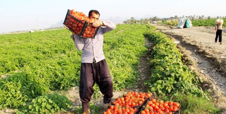 تحقق ۱۰۰ درصد اشتغال در بخش کشاورزی استان قزوین