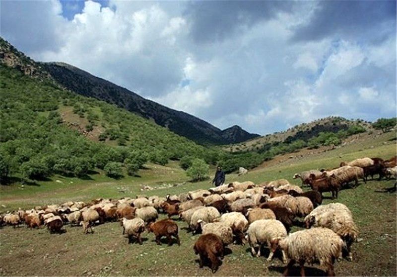 آغاز پایش بیماری‌های مشترک دام‌های اهلی و حیات‌وحش در منطقه حفاظت شده قمصر و برزک