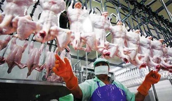  صادرات گوشت مرغ آزاد شد