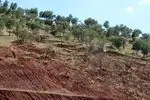 حفاظت از درختان کاشته شده از اولویت های مهم سازمان منابع طبیعی است