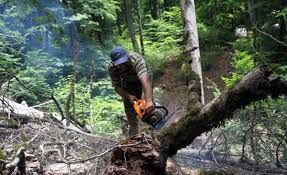 مخالفت مجلس با قطع درختان جنگلی بمنظور فعالیت های عمرانی