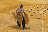 مطالبات گندم‌کاران کردستانی پرداخت نشده است