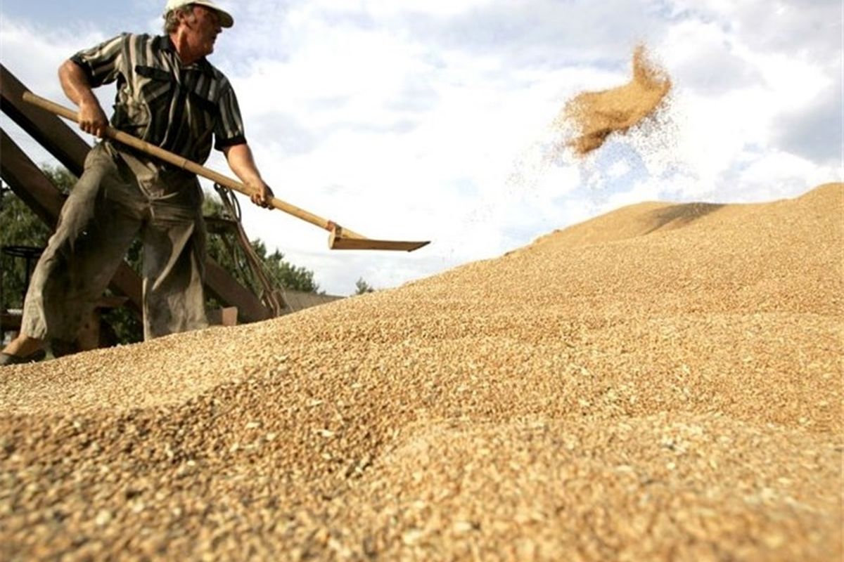 بیش از ۳ میلیون تن گندم از کشاورزان خریداری شده است