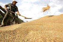 بیش از ۳ میلیون تن گندم از کشاورزان خریداری شده است