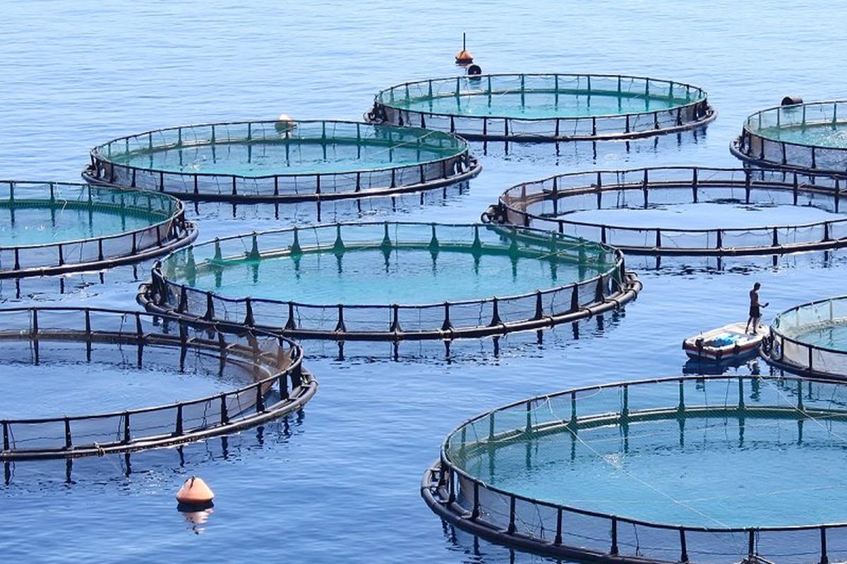 سواحل ایران ظرفیت حدود یک میلیون تن پرورش ماهی در قفس را دارد