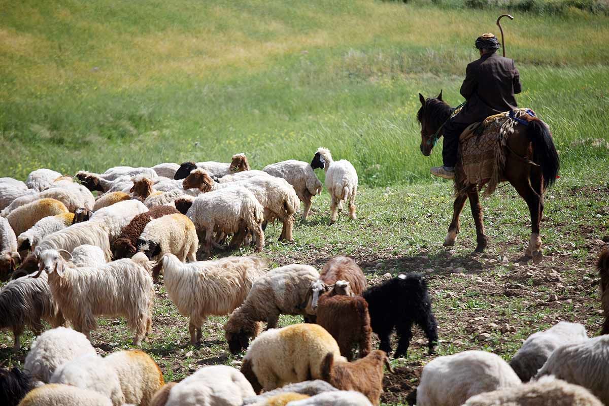 عشایر کرمانشاه سالانه بیش از 10 هزار تن گوشت قرمز تولید می‌کنند