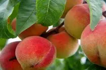 پیش بینی تولید بیش از ۵۷۰ تن هلو در بیضا