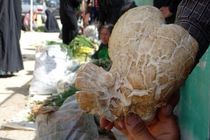 مصرف قارچ سمی در کرمانشاه همچنان مرگ‌آفرین است