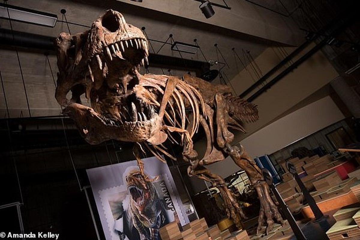 کشف فسیل یک دایناسور 66 میلیون ساله در کانادا